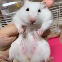 鈴蘭