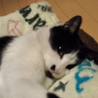 人が大好き　避妊済みです‼