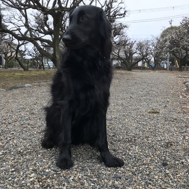 けんたろうの写真