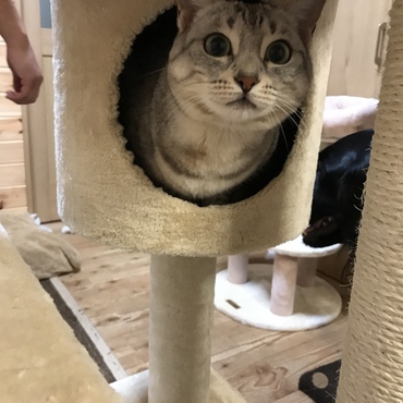 けんたろうの写真