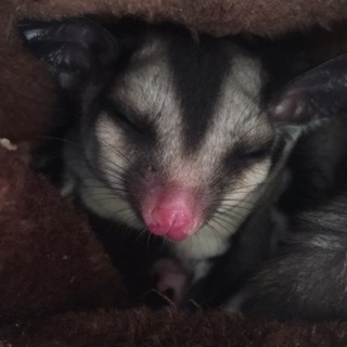 フクロモモンガ1歳♀