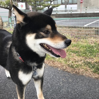 おりこうな犬です