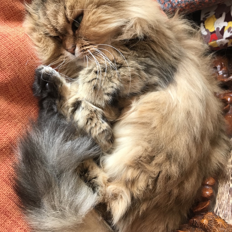 ココのカバー写真