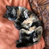 臨月のくーちゃん