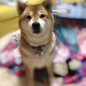 かわいい男の子