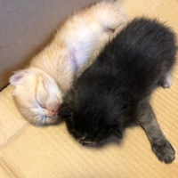 名前はありません