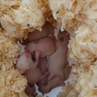 きんくまハムスターきんくま