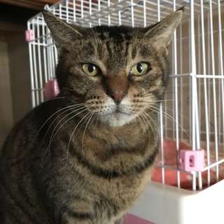 ビビりな小心者 ハムカツくん