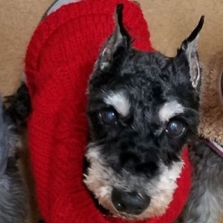 里親様決定　穏やか☆快くん　推定１０歳