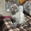 【交渉中】生後４ヶ月 子猫の里親さん募集！