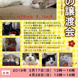 猫の譲渡会　１才未満の子猫、デカカワイイ大人猫たち大集合！