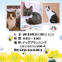 16日 土曜日 譲渡会です