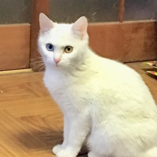 白 オッドアイ メス 7ヶ月