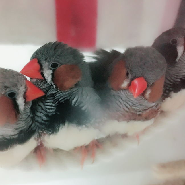 こりんご。のカバー写真