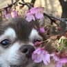 松村けいた