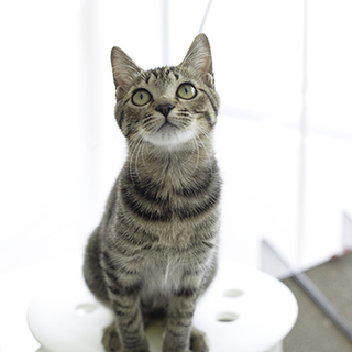 甘えん坊のことらちゃん家族募集中♪