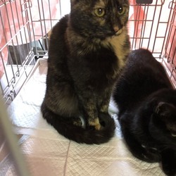 シュリのおうち犬猫譲渡会 サムネイル1