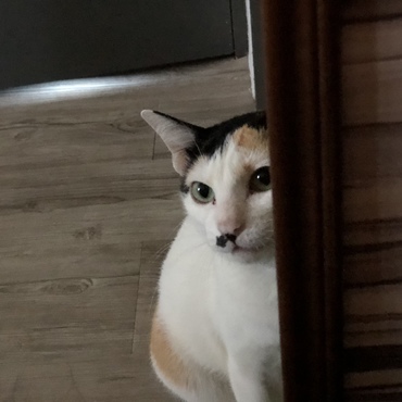 リリィの写真