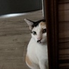 の写真