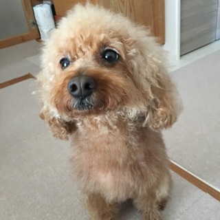 甘えん坊のトイプードル