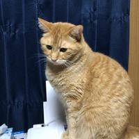 デカ茶（きなこ）}