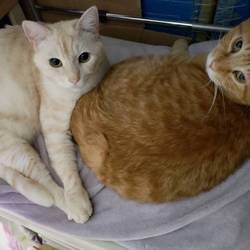 「正式譲渡♥デカ茶（きなこ）」サムネイル2