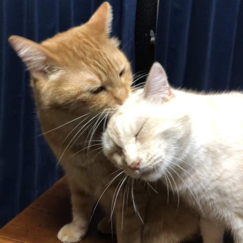 ましろ（大福）のカバー写真