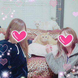 正式譲渡♥ましろ（大福）