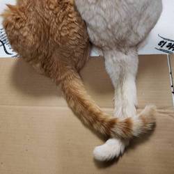 「正式譲渡♥ましろ（大福）」サムネイル3