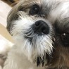 はし子さん