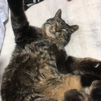 トラ