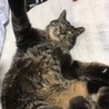 トラ