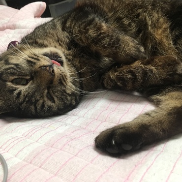 トラの写真
