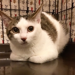 【おあげ】無邪気でかわいい