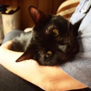 飼育放棄されたけど人間大好きの甘えん坊