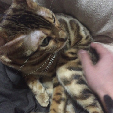 お膝ゴロン