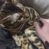 お膝ゴロン
