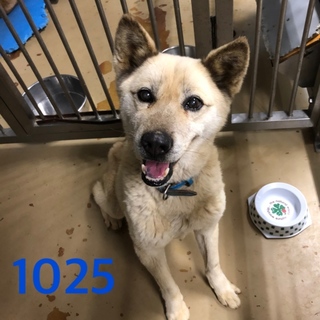 里親決定しました。