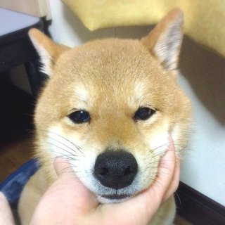 豆柴♂ 1歳半 小さなハンデはありますが・・・