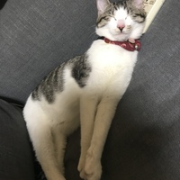 椿
