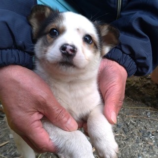 ２ヶ月の子犬　とても人馴れしてて可愛いです