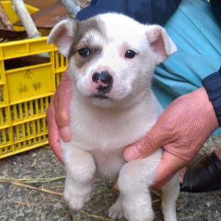 ２ヶ月の子犬　とても人馴れしてて可愛いです