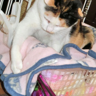 ようやく　心をとり戻した猫です。