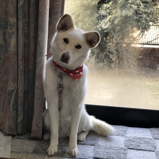 ひかり7号のカバー写真