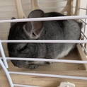 ※交渉中ノーマル♀3ヶ月