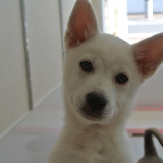優しい飼主さん募集中です！