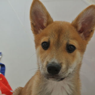 優しい飼主さん募集中！