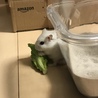 葉っぱをもぐもぐ