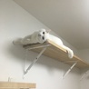 キャットウォークで昼寝