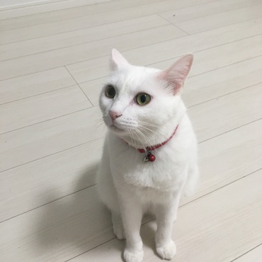 たまに可愛い